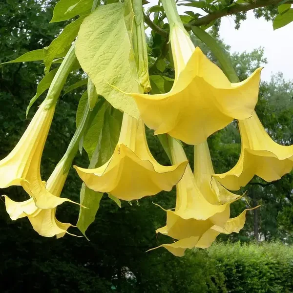 Floripondio amarillo perenne - Datura metel