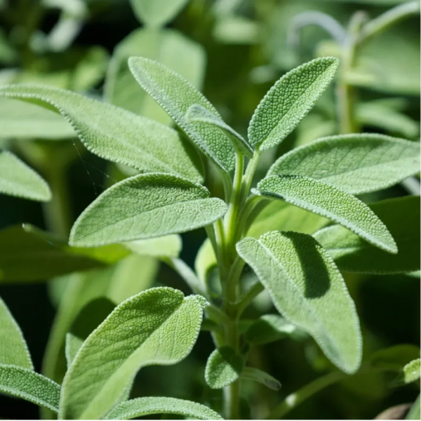 Salvia officinalis – La hoja sabia de las brujas