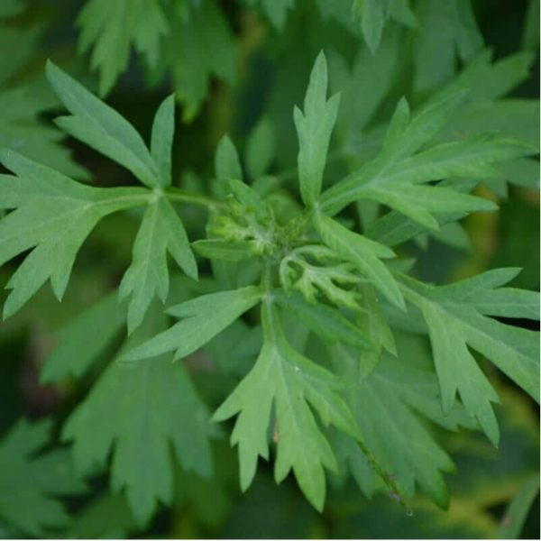 Artemisia vulgaris – Planta viva en maceta pequeña (10,5 cm) o bolsita de semillas (aprox. 400 semillas)