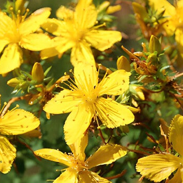 Hypericum perforatum – Hierba de San Juan