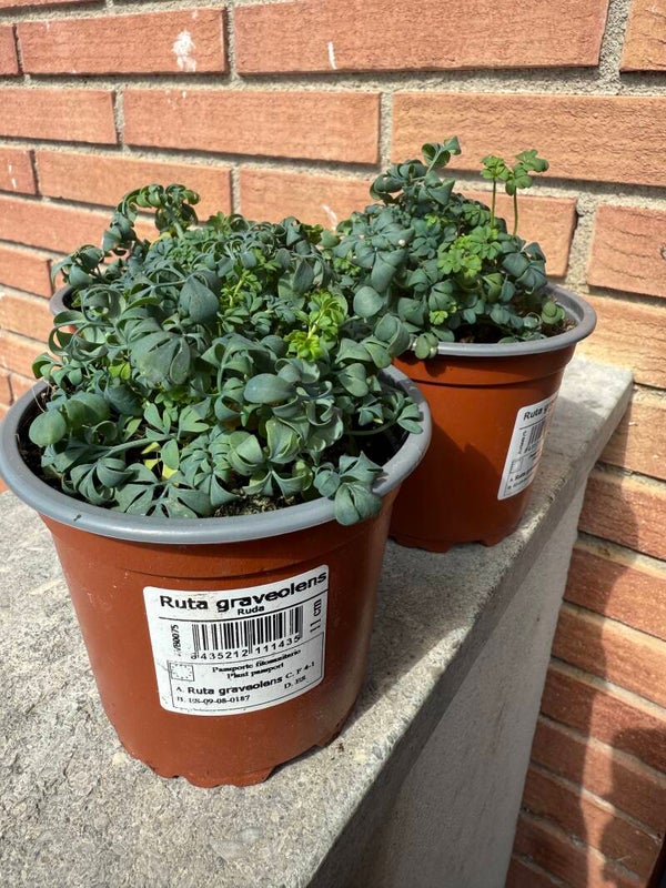 🌿 Ruda (Ruta graveolens) – La Planta Protectora 🌿