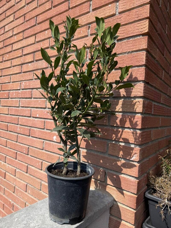 🌿 Laurel (Laurus nobilis) – La Hoja Sagrada de la Sabiduría y la Victoria 🌿