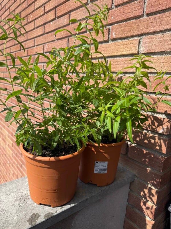 🌿 María Luisa (Aloysia triphylla) – La Aromática Fuente de Paz, Claridad y Bienestar 🌿