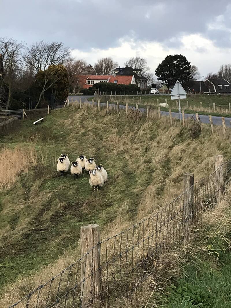 Op de dijk naar Dirkshorn