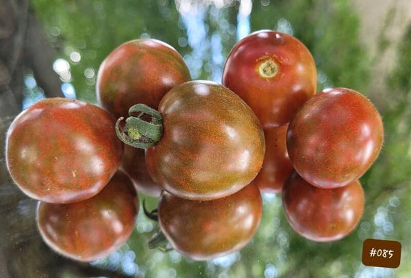 Dark Stripes Micro Dwarf