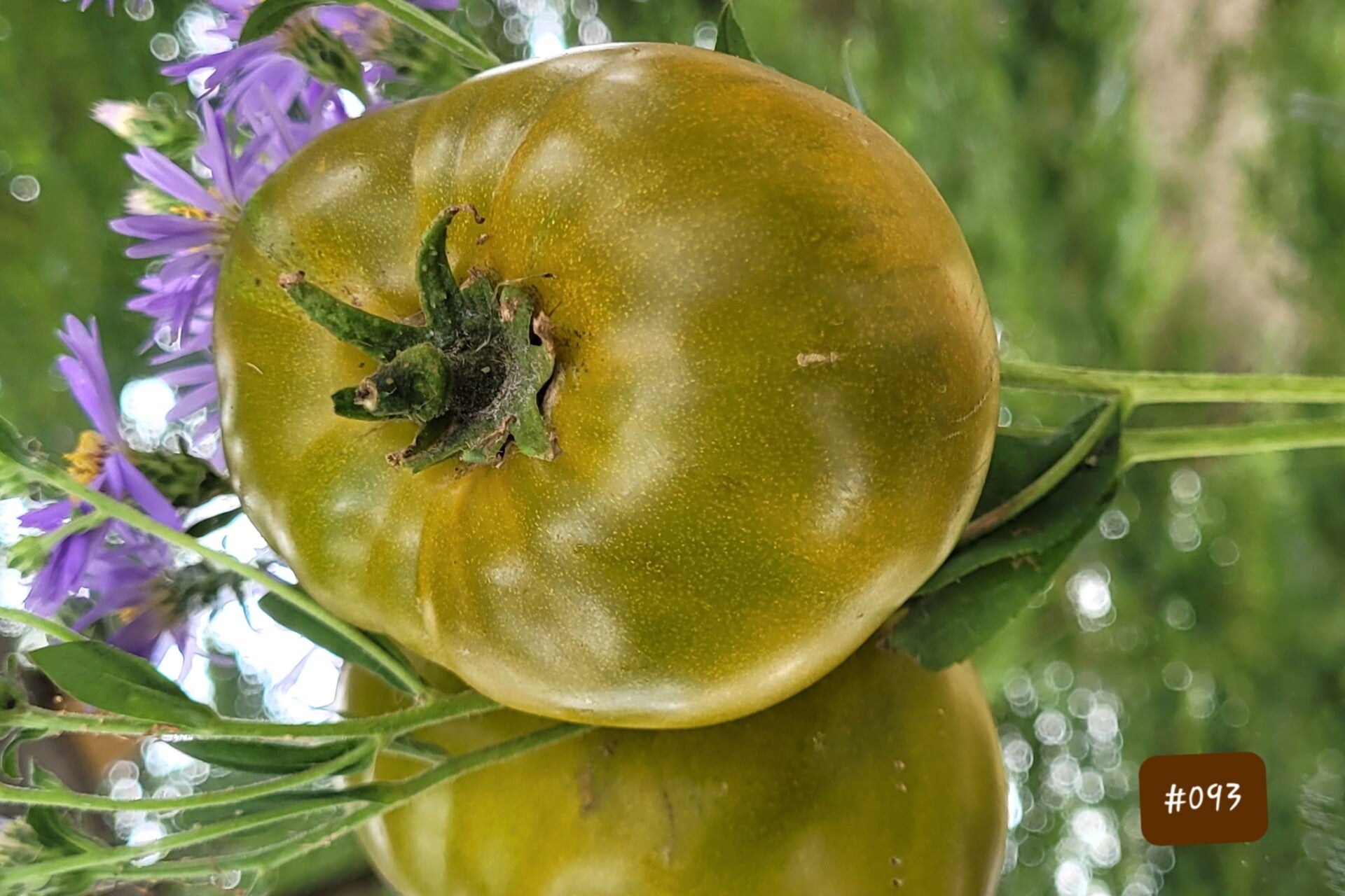 Grub's Mystery Green