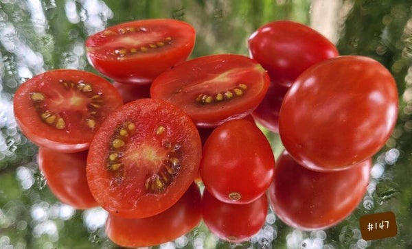 Tamarindo Multicolor