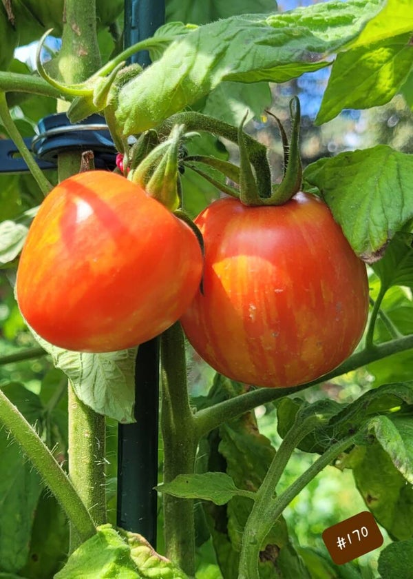 Deans Haleys Rainbow