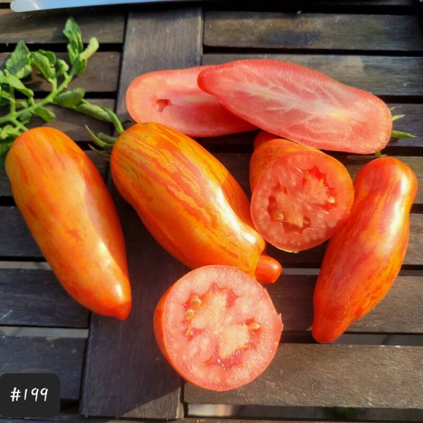 Piprakujuline Triibuline