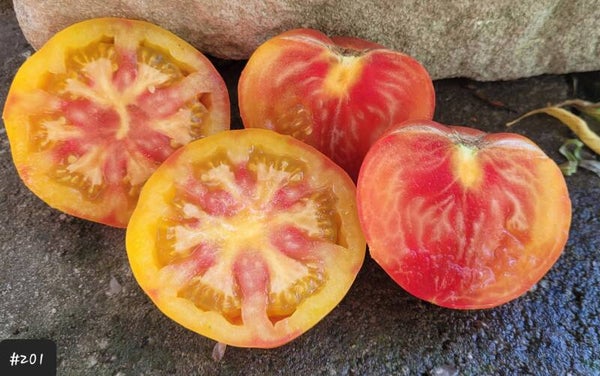 Carotink Golden Stream