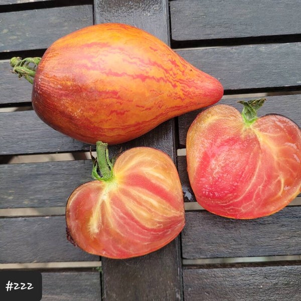 Sofia's Sweet Caramel