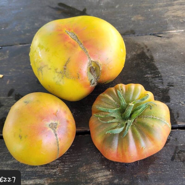 Okthyrskaya Vesnyanka