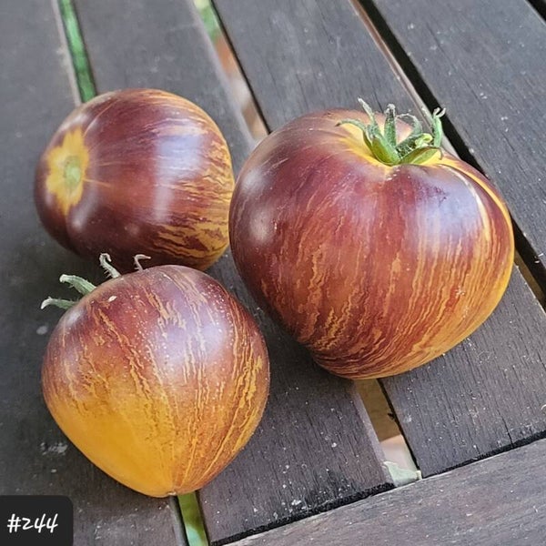 Rebel Starfighter Kayleigh Anne