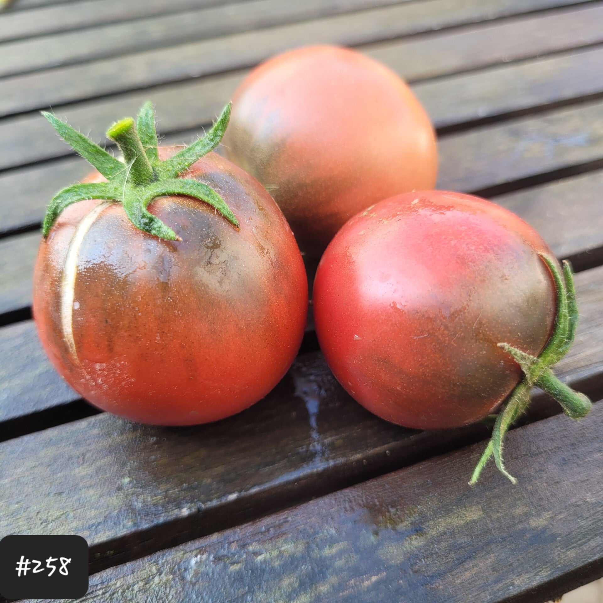 Marquise Rosa e Nero