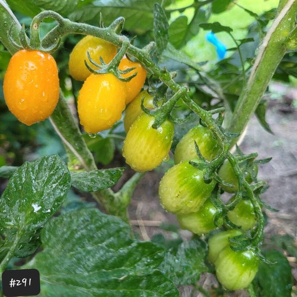 Coeur de Pigeon orange