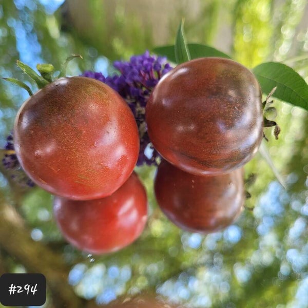 Haley's Purple Comet