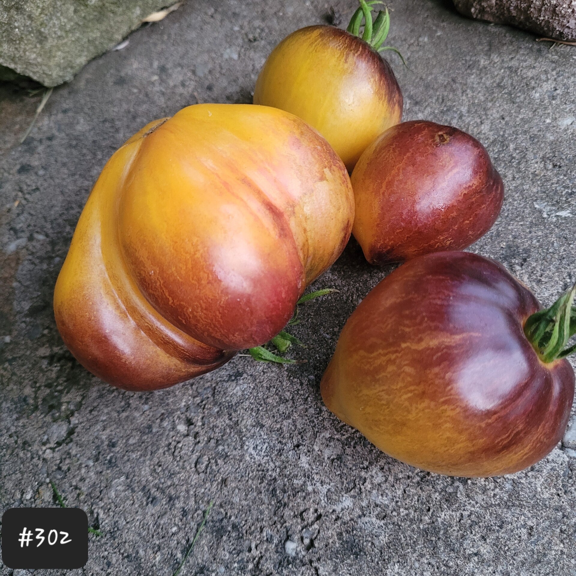 Sofia's Ginger Comet