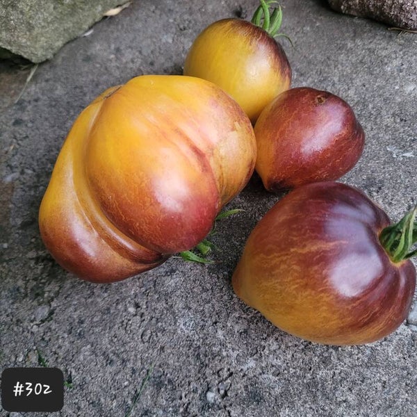 Sofia's Ginger Comet