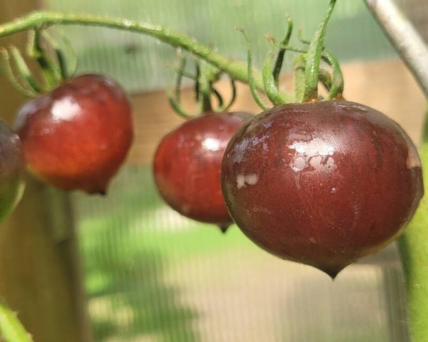 Jolie Coeur,  H34 rot