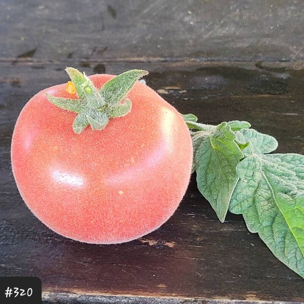 Pizhon