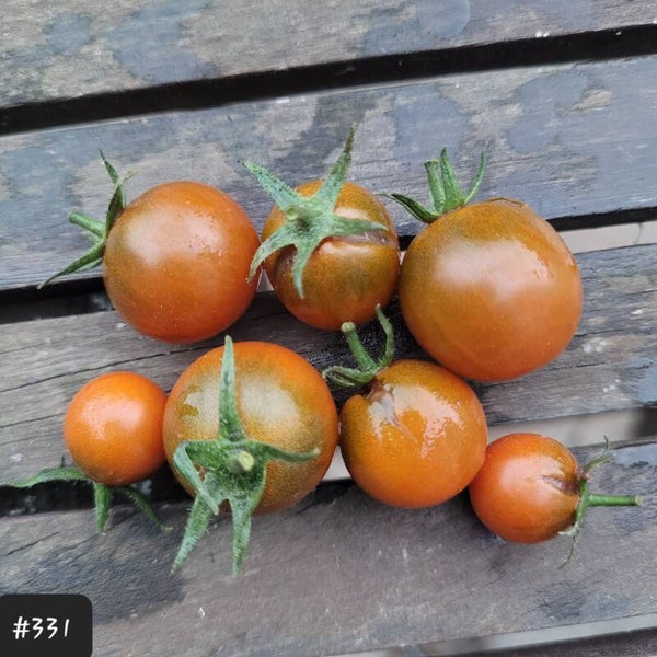 Dark Orange Muscat