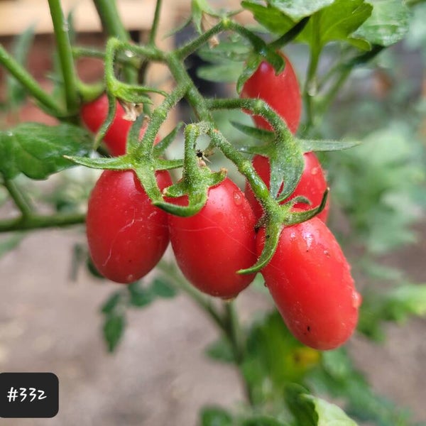 Cascade Raspberry