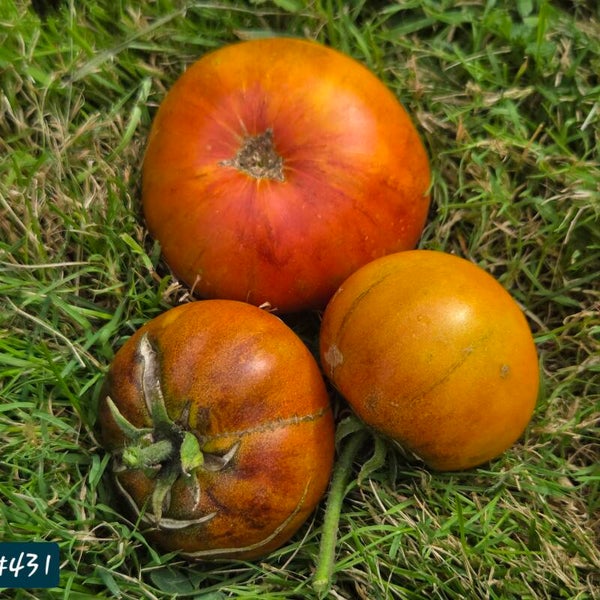 Colors of Primachenko