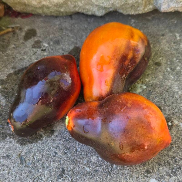 Sgt. Pepper's Bronze Fingers