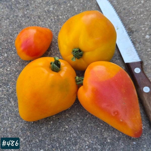 Orange Mango