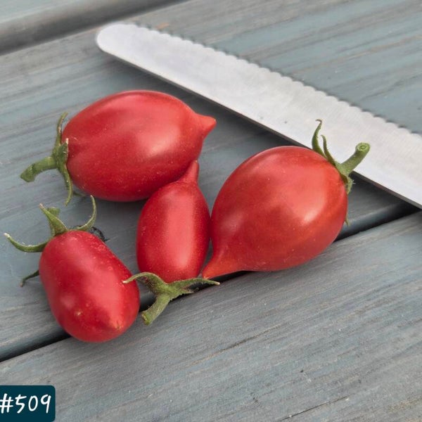 Plumbrella Red