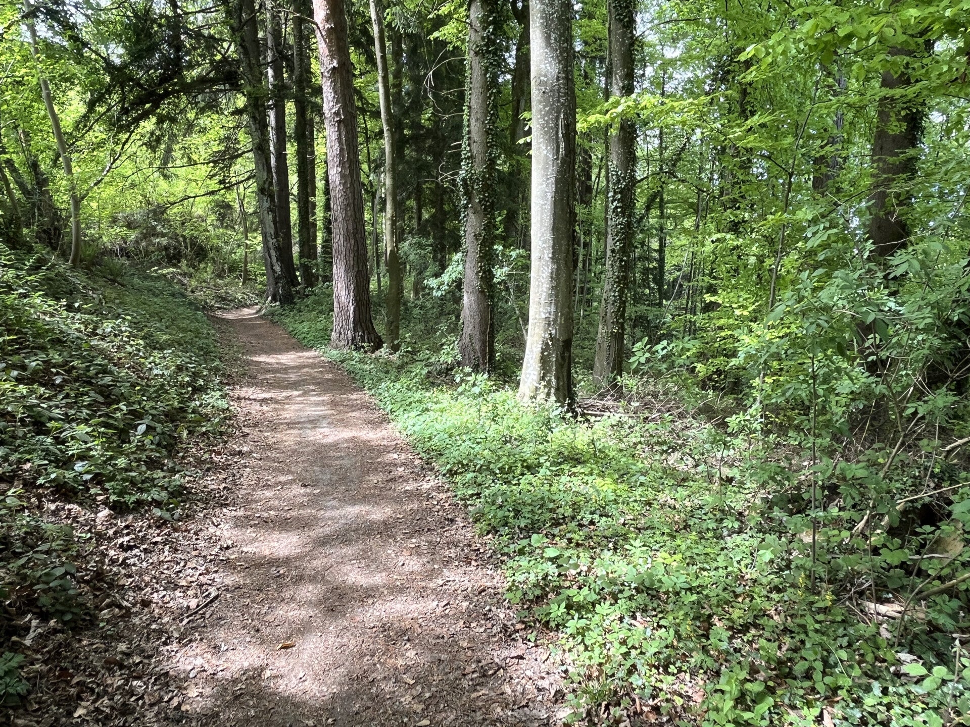 Wald-Erlebnis Kurse