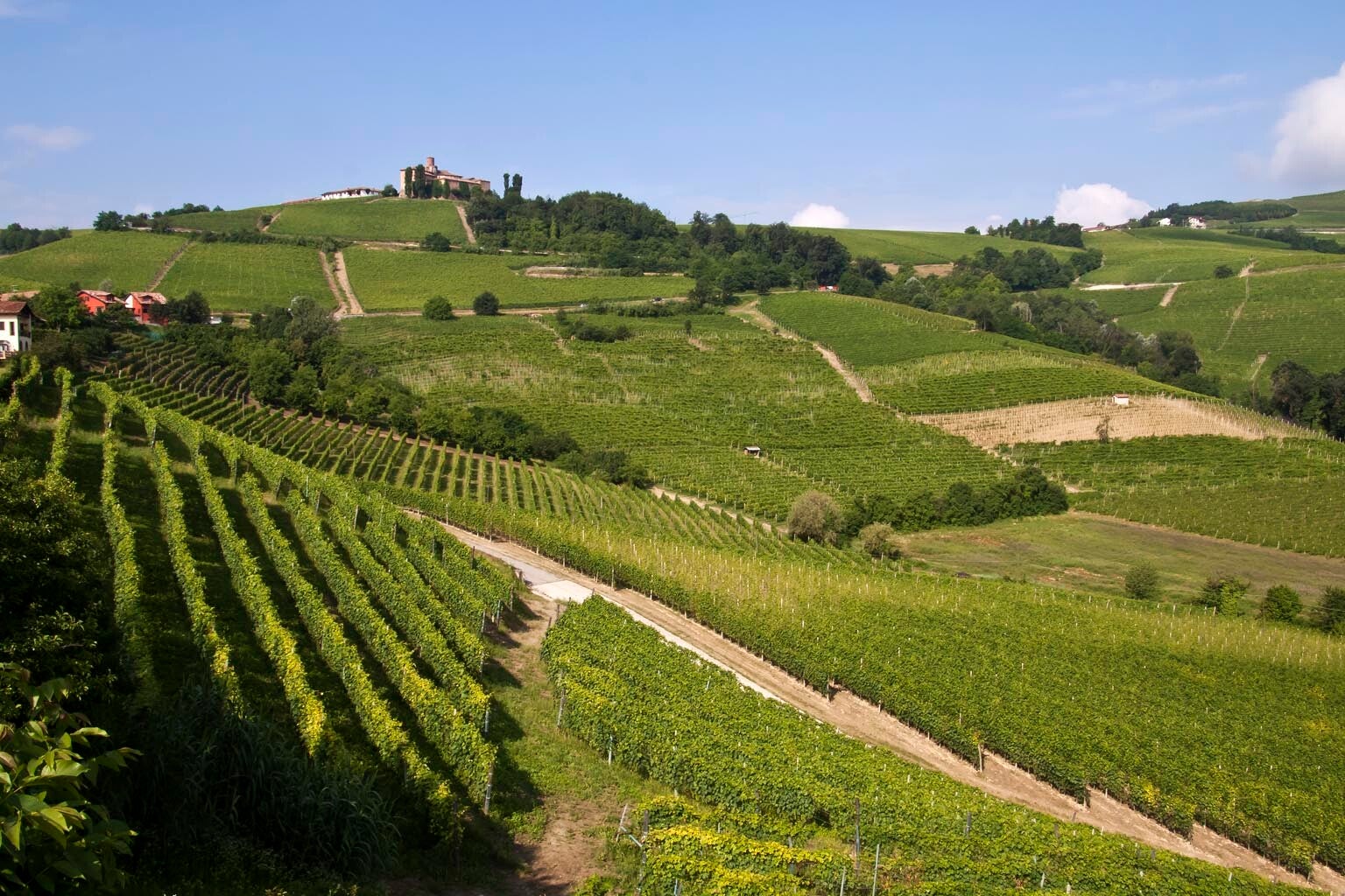 Vigneti sulle colline delle Langhe.