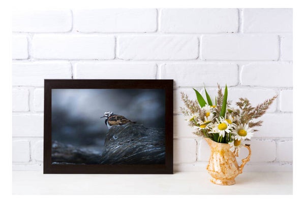 Tirage Photo Professionnel – Tournepierre à collier