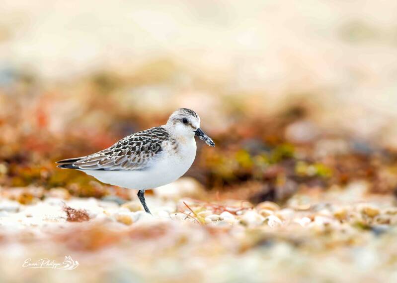 Bécasseau sanderling
