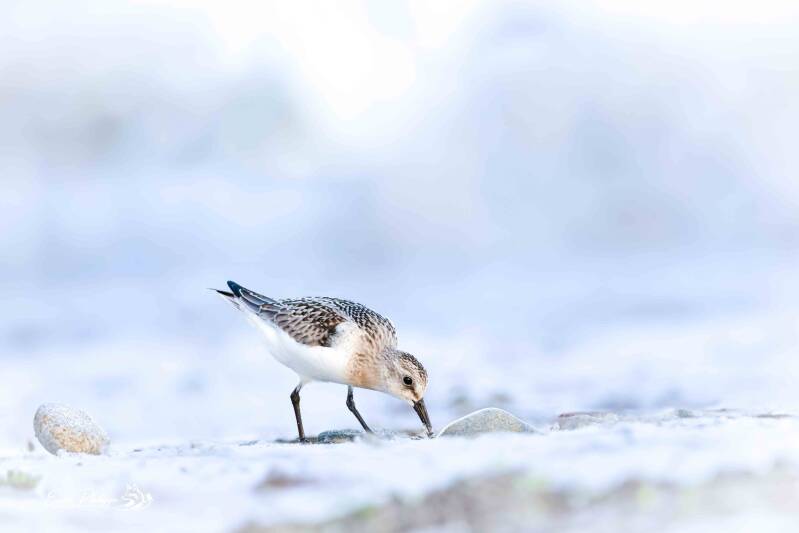 Bécasseau sanderling