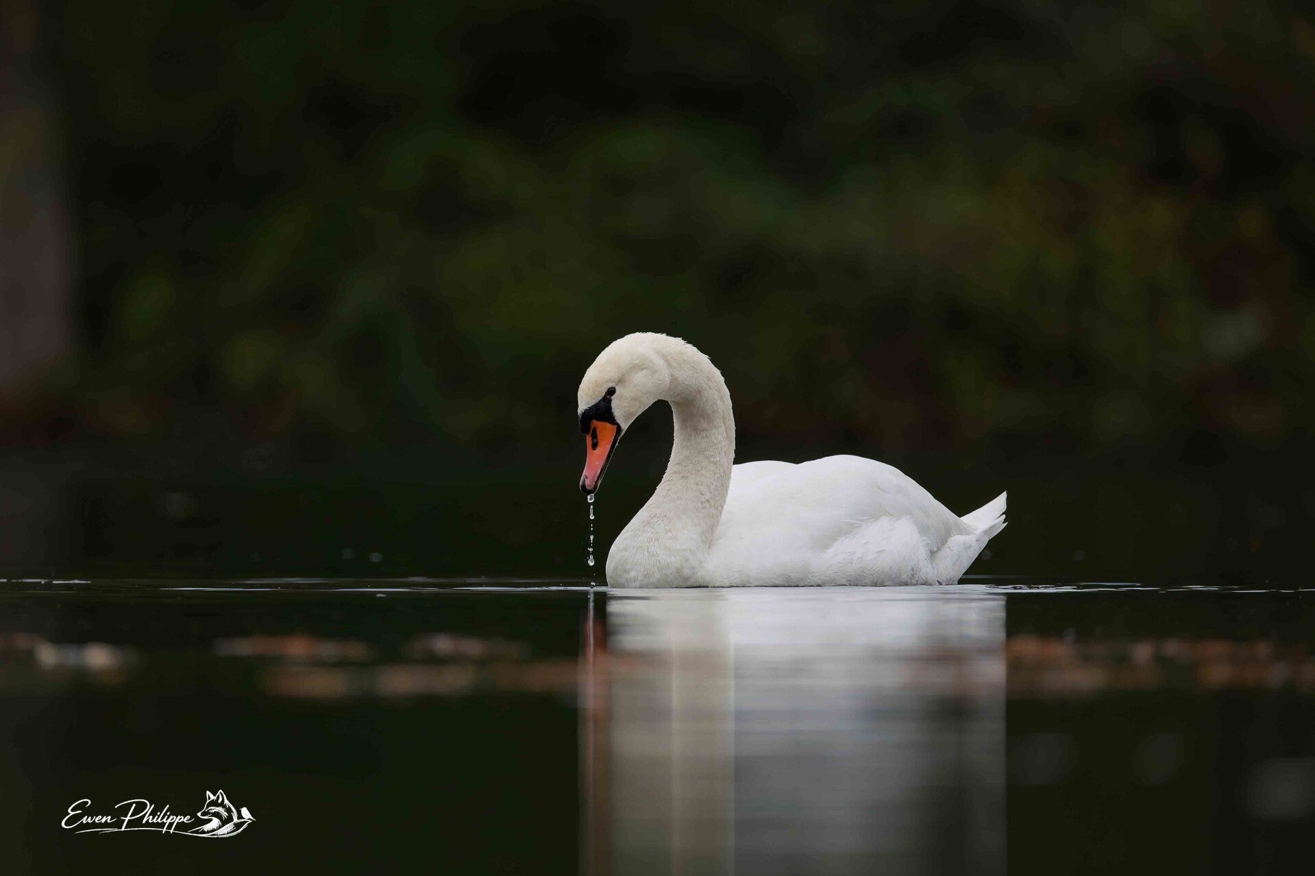 Cygne tuberculé - 40x30cm