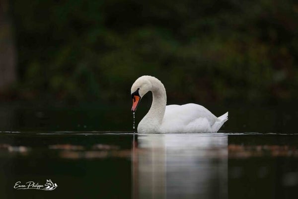Cygne tuberculé - 40x30cm