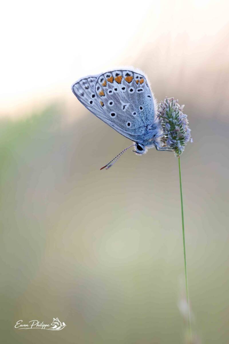 2d6a5312_dxo-standard-87mt6t.jpg