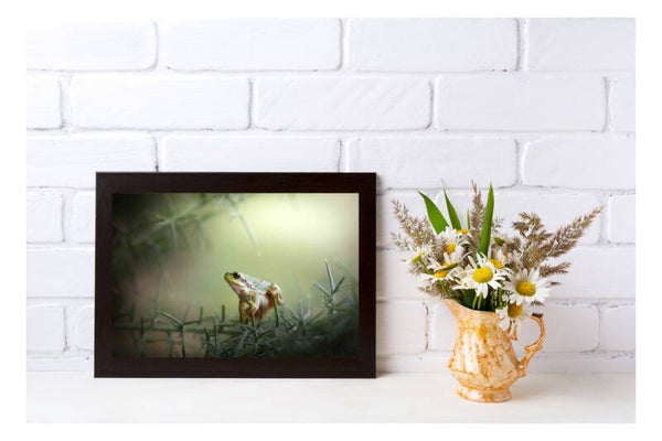 Tirage Photo Professionnel – Rainette verte