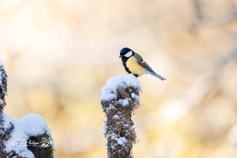 Mésange charbonnière