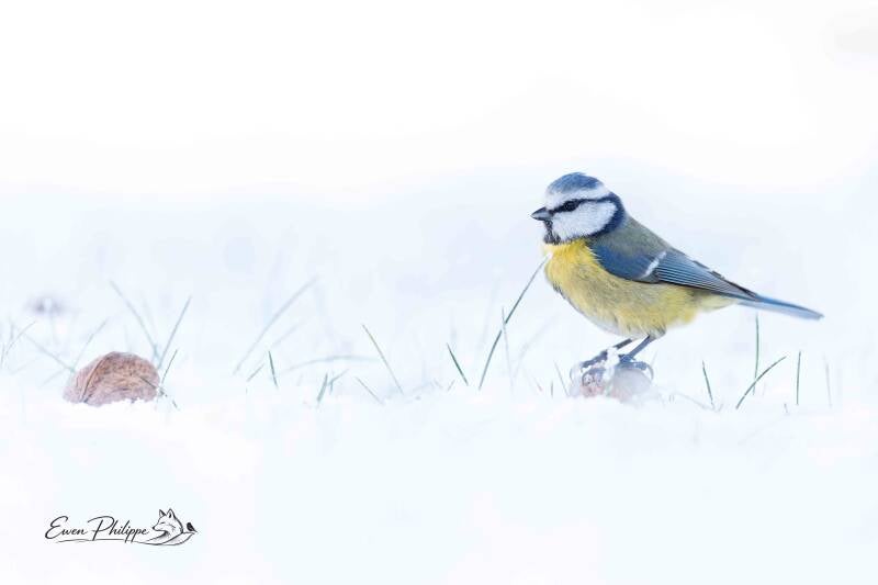Mésange bleue