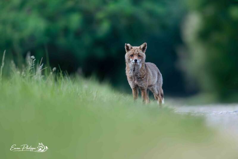 Renard roux européen