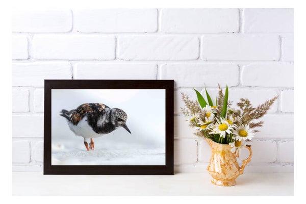 Tirage Photo Professionnel – Tournepierre à collier