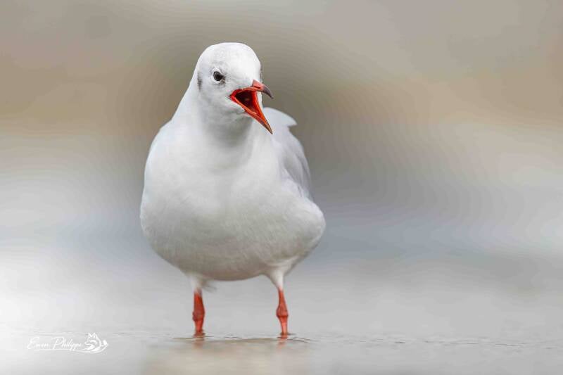 Mouette rieuse