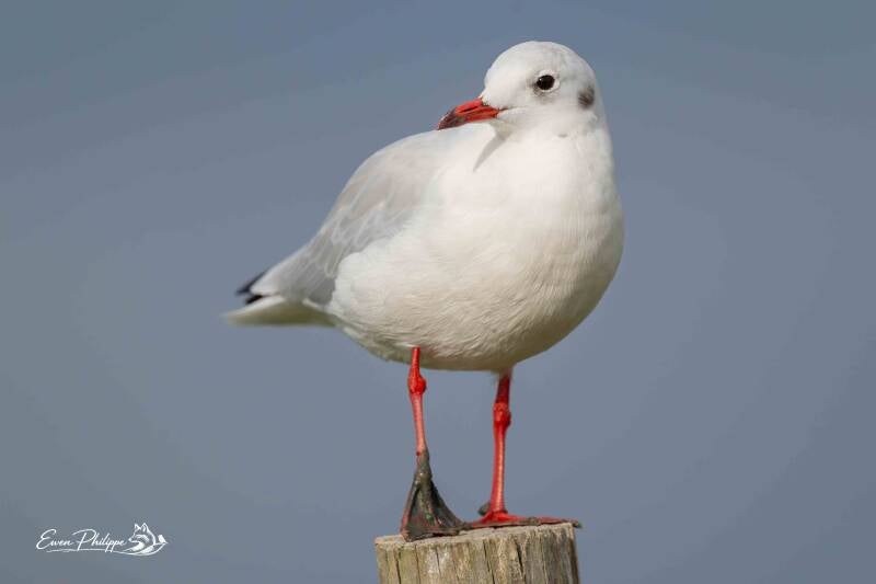 Mouette rieuse