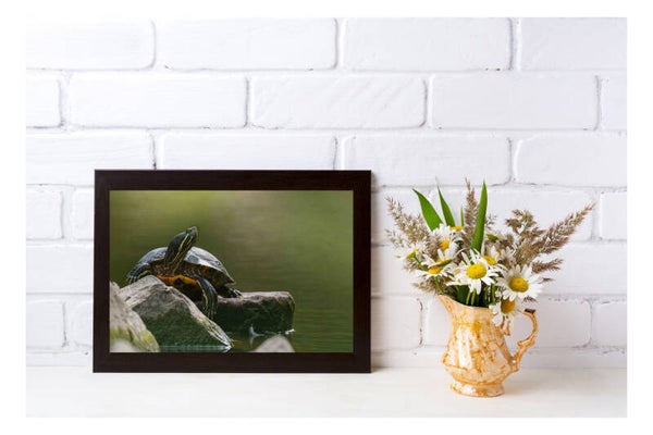 Tirage Photo Professionnel – Tortue de Floride