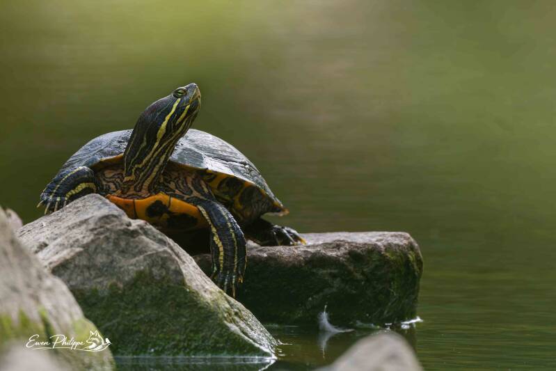 _dsc2410_dxo-standard-njsh91.jpg