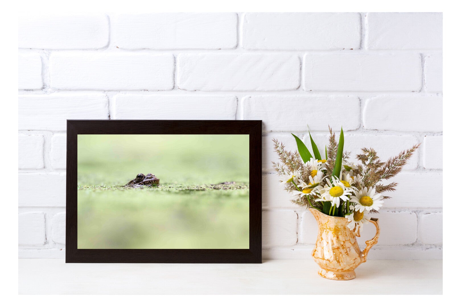 Tirage Photo Professionnel – Grenouille verte