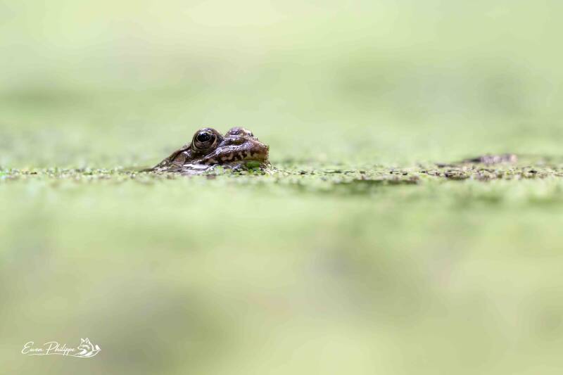 _dsc2661_dxo-standard-4u29ds.jpg
