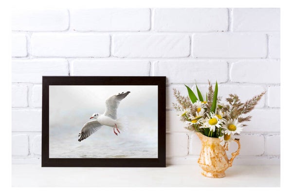 Tirage Photo Professionnel – Mouette rieuse